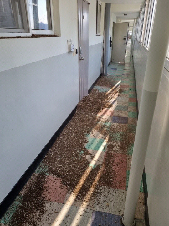 누리꾼이 공개한 해당 아파트 현관과 복도. 온라인 커뮤니티 갈무리